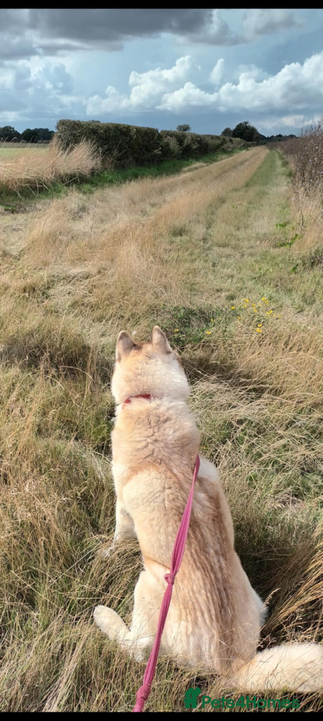 Siberian Husky dogs for sale: Two Siberian Husky Males - Image 12