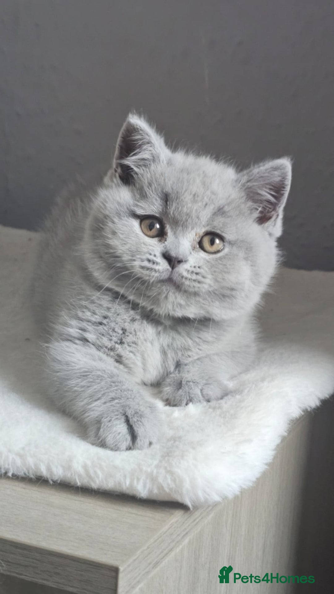 British Shorthair cats for stud: Champion GCCF British shorthair stud in Derby - Advert 7