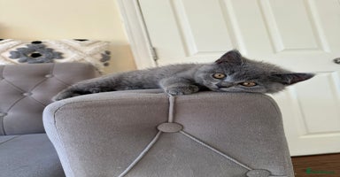 Scottish Fold cats - Advert 5