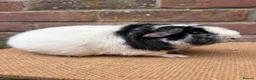 Guinea Pig rodents for sale: Two beautiful sisters  - Advert 5
