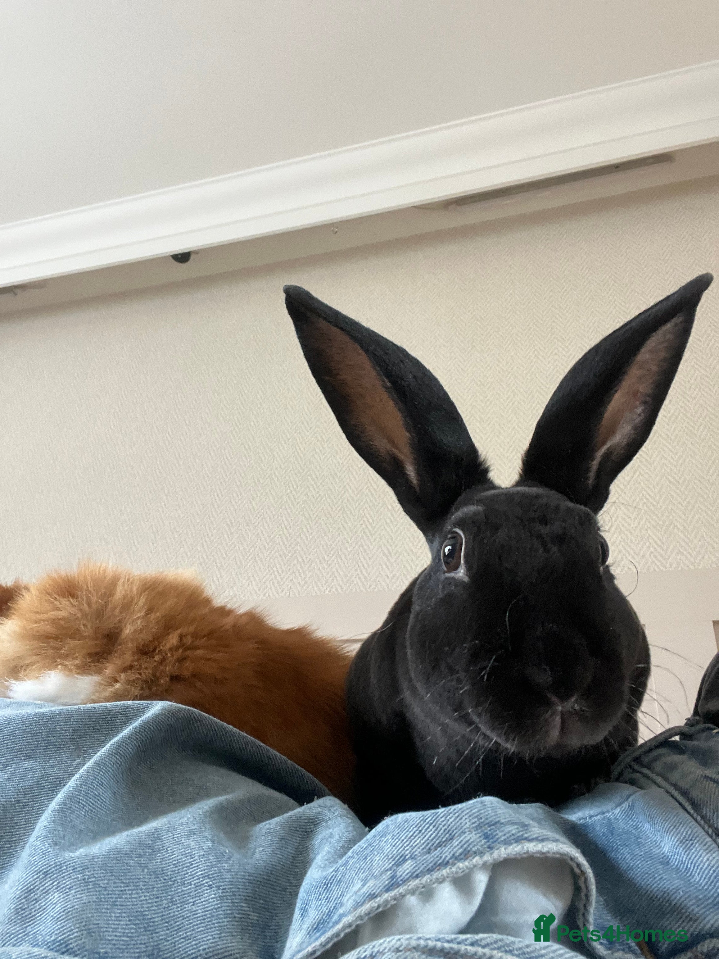 Mixed Breed rabbits Free rabbit - Advert 1