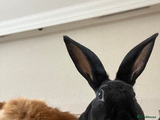 Mixed Breed rabbits Free rabbit - Advert 18