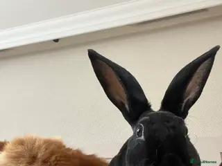 Mixed Breed rabbits Free rabbit - Advert 11