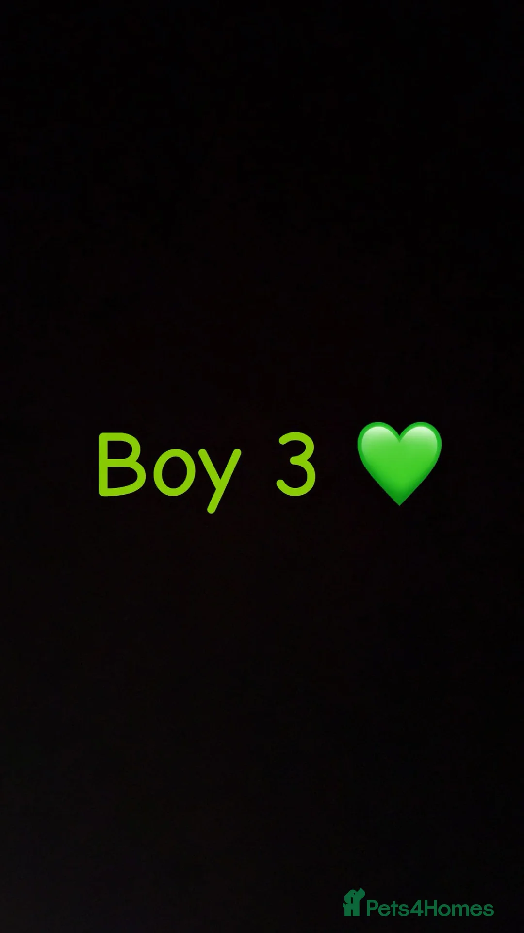 Miniature Dachshund dogs for sale: 3 beautiful boys left !!  - Advert 12