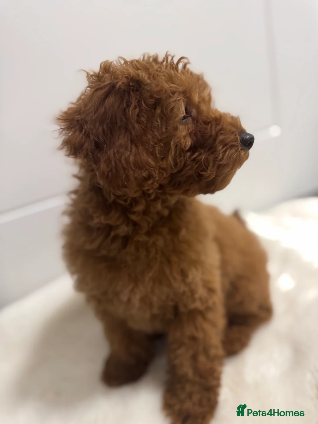 Mixed Breed dogs for sale: Beautiful Miniature Poodle - Advert 3