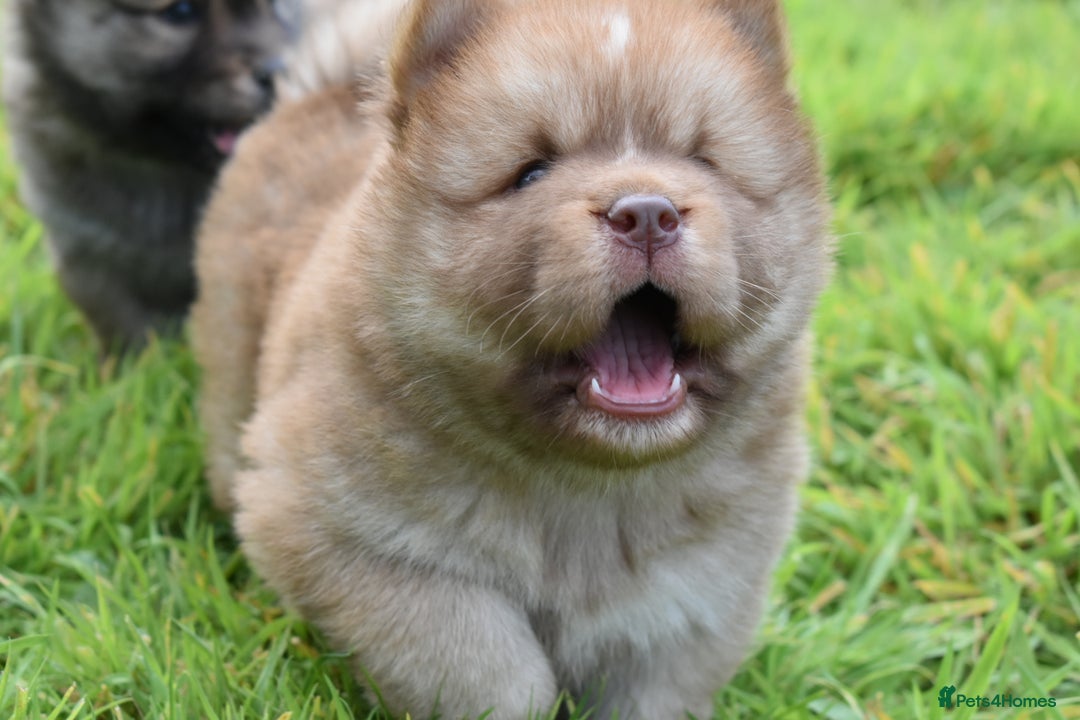Siberian Husky dogs for sale: Beautiful Chowski puppies  - Image 8