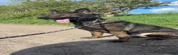 German Shepherd dogs for sale: Luna KC Registered Czech German Shepherd  in Dewsbury - Advert 1