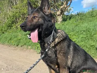 German Shepherd dogs Luna KC Registered Czech German Shepherd - Advert 1