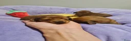 Miniature Dachshund dogs for sale: Pra clear-Beautiful miniature LG Dachshund pupps - Advert 19