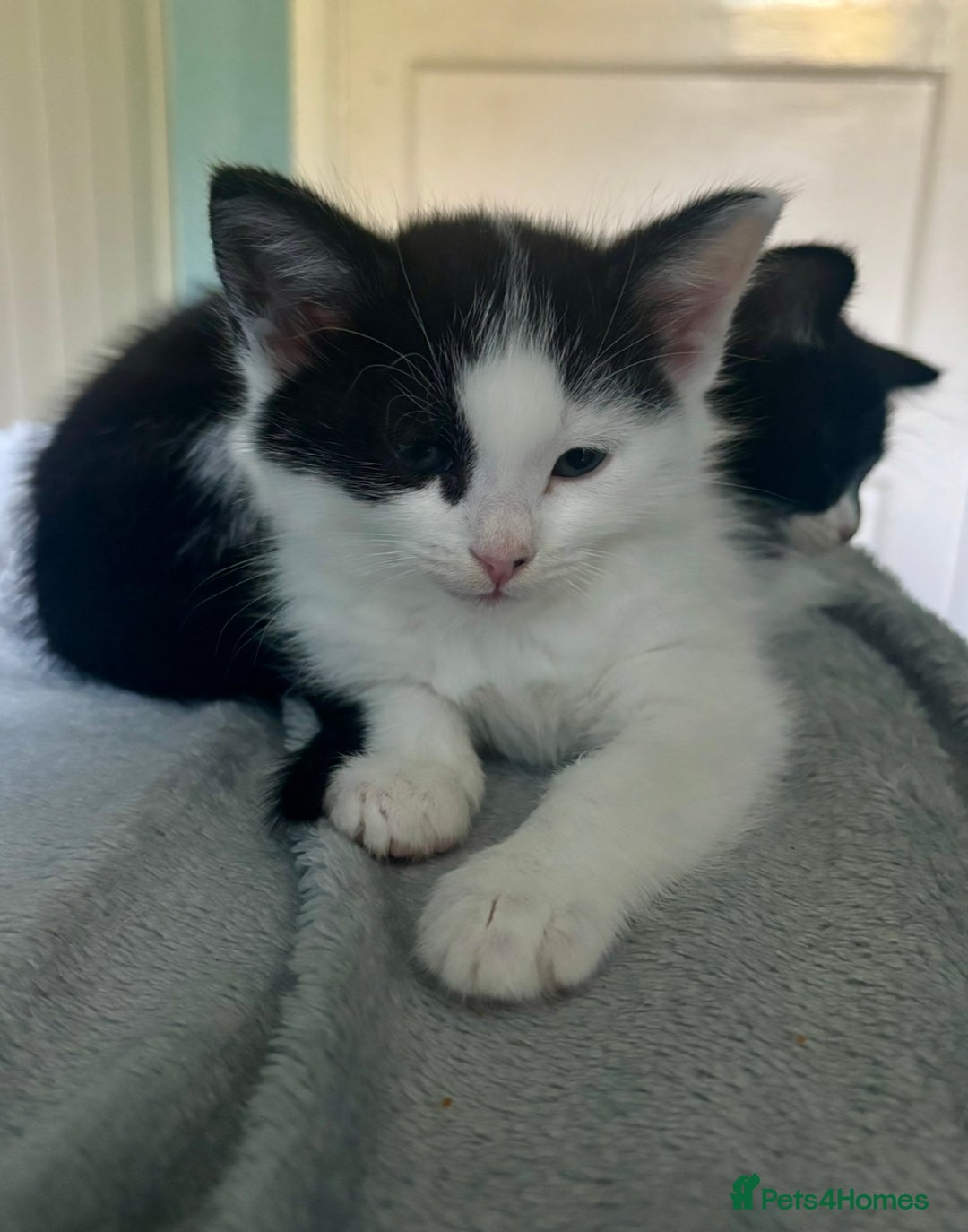 Domestic Shorthair cats for adoption: -Adopt from Cats in Crisis East London  - Image 18