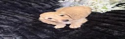 Miniature Dachshund dogs for sale: Stunning kc reg miniture dachshund in Deal - Advert 13