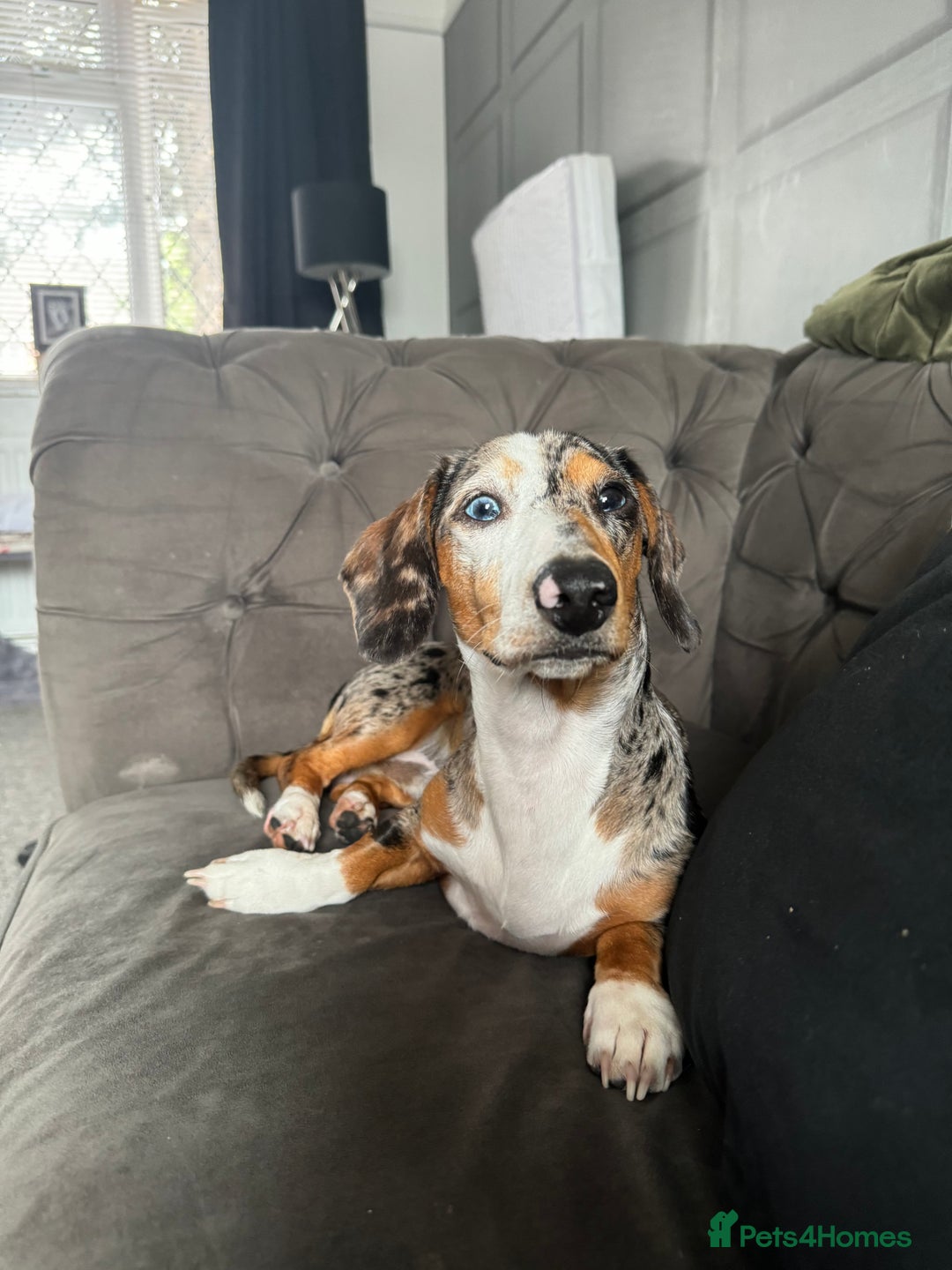 Miniature Dachshund dogs for stud: Miniature dachshund for stud  - Advert 3