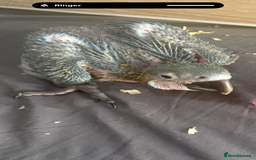 Macaws birds for sale: Blue and gold macaw baby's hand rear opportunity  - Image 2