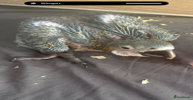 Macaws birds - Advert 10