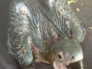 Macaws birds Blue and gold macaw baby's hand rear opportunity - Advert 1