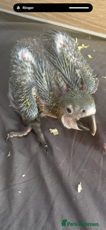 Macaws birds Blue and gold macaw baby's hand rear opportunity - Advert 1