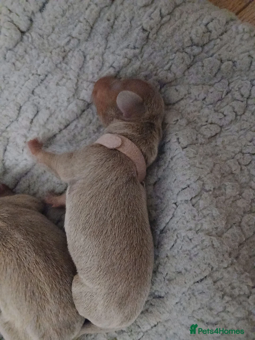 Dachshund dogs for sale: Gorgeous isabella pups in Cardiff - Advert 7