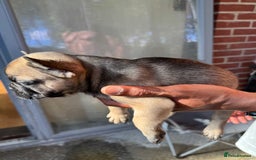 French Bulldog dogs for sale: Fluffy Gene Carrying Frenchies - Image 9