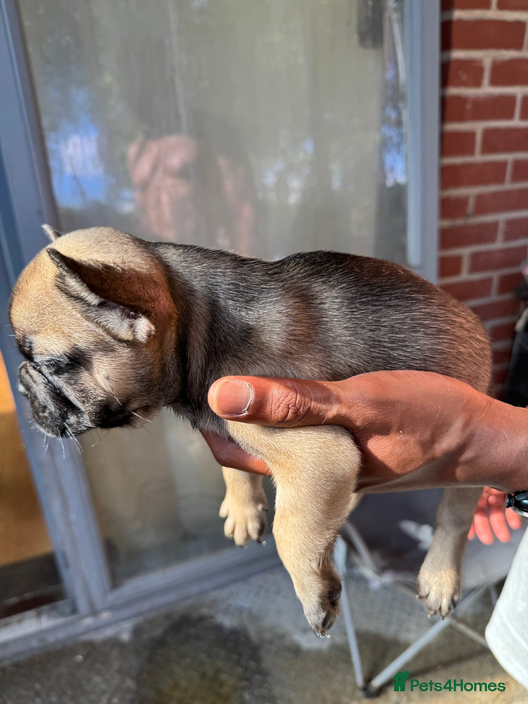French Bulldog dogs for sale: Fluffy Gene Carrying Frenchies - Image 9