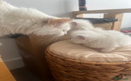 Ragdoll cats for sale: Radoll kittens, blue/lilac point - Image 12