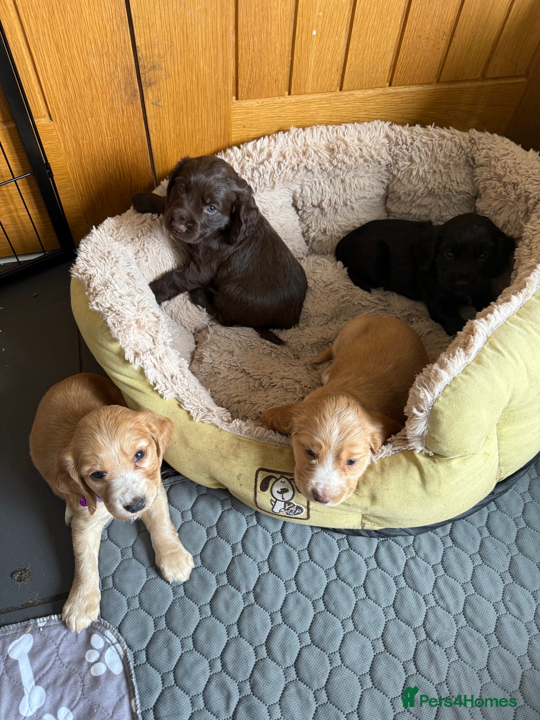 Cocker Spaniel dogs for sale: Cocker spaniel puppies for sale  - Image 16