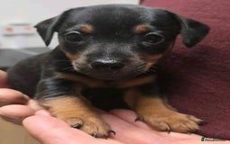 Jack Russell dogs for sale: Miniature jack Russell puppies  - Image 4