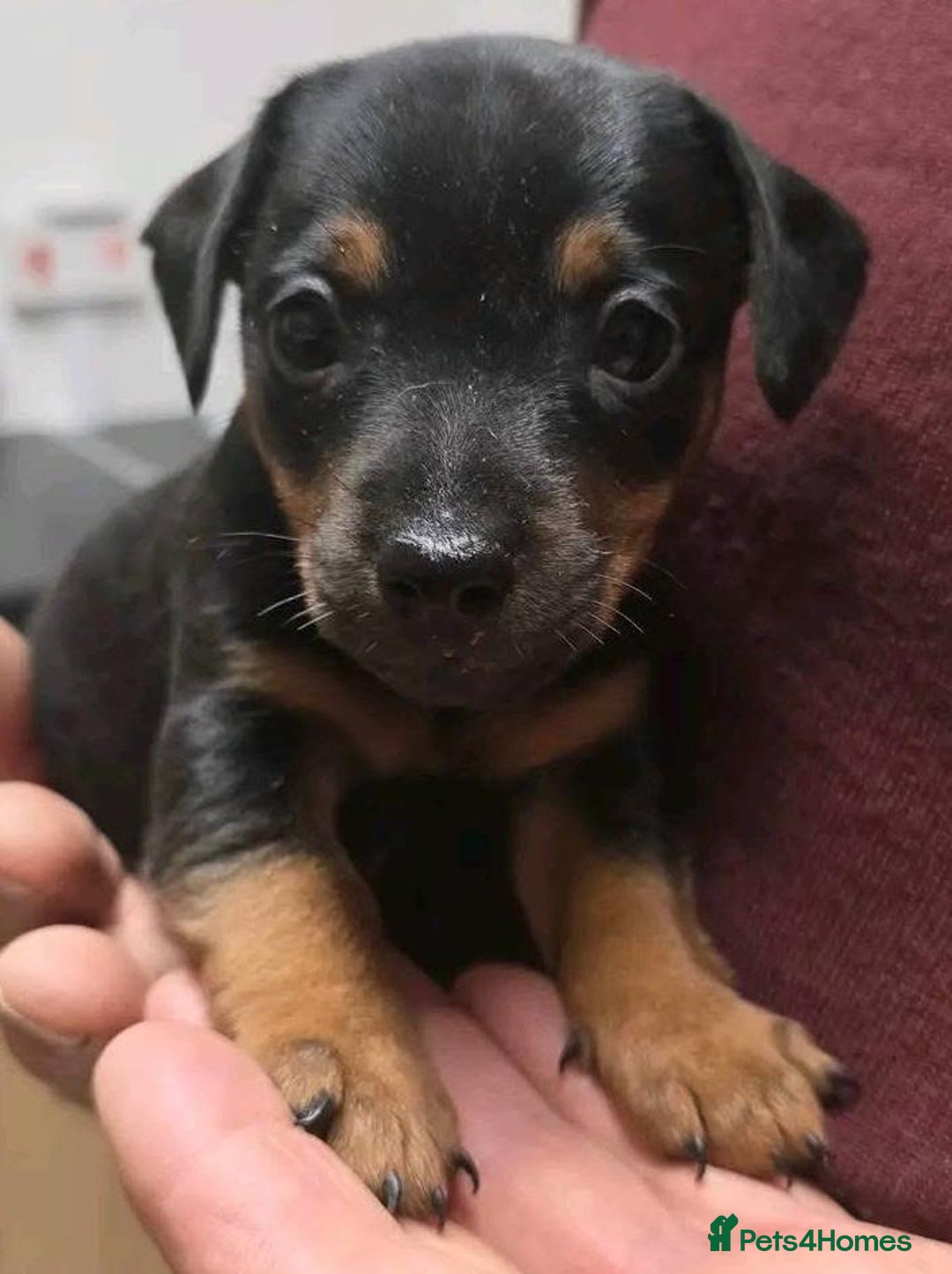 Jack Russell dogs for sale: Miniature jack Russell puppies  - Image 4