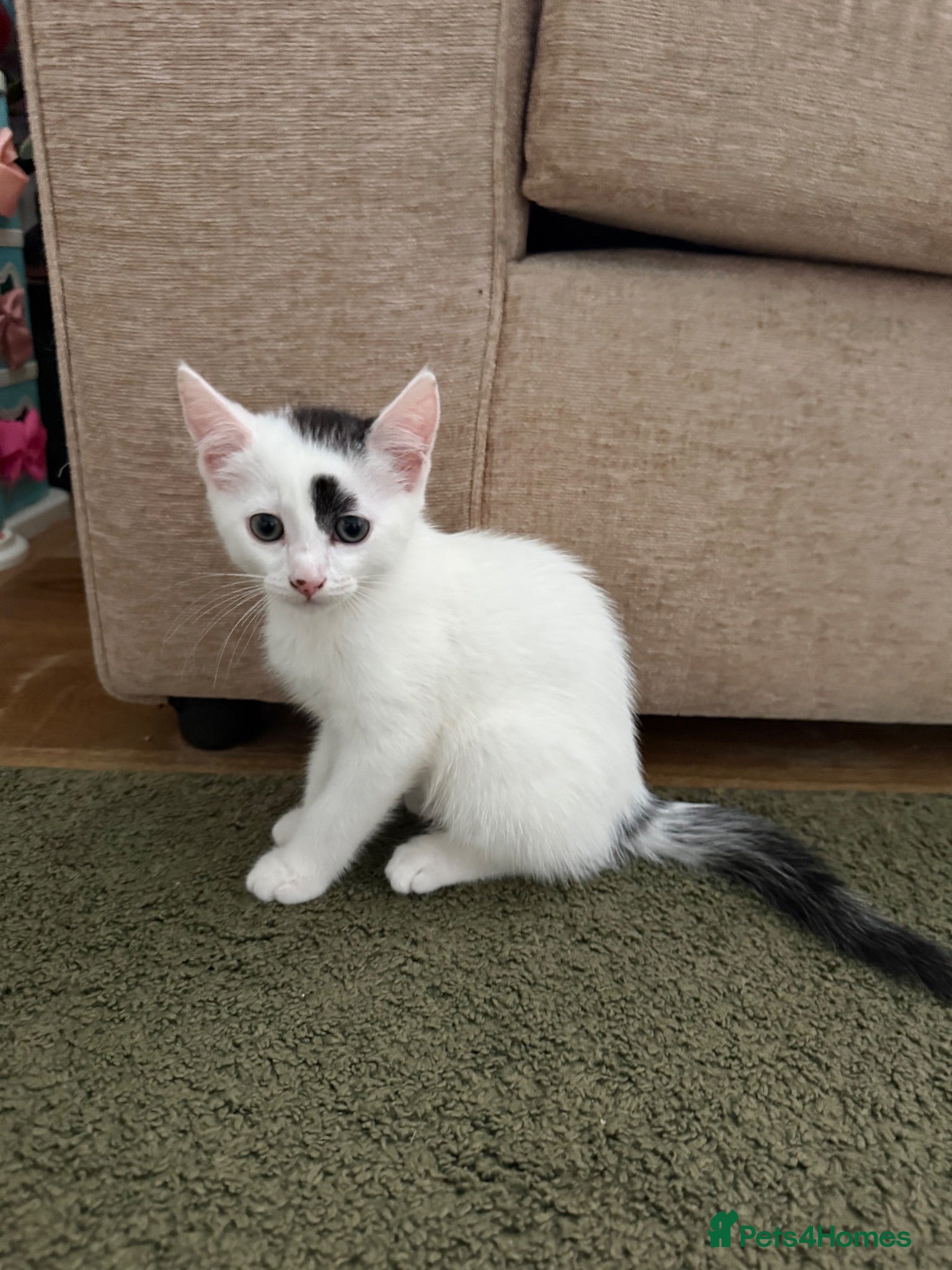 Mixed Breed cats Kittens  - Advert 1