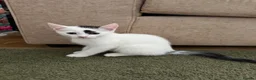 Mixed Breed cats for sale: Kittens  - Advert 1