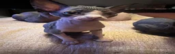 Sphynx cats for sale: Beautiful sphinx kittens  - Advert 7