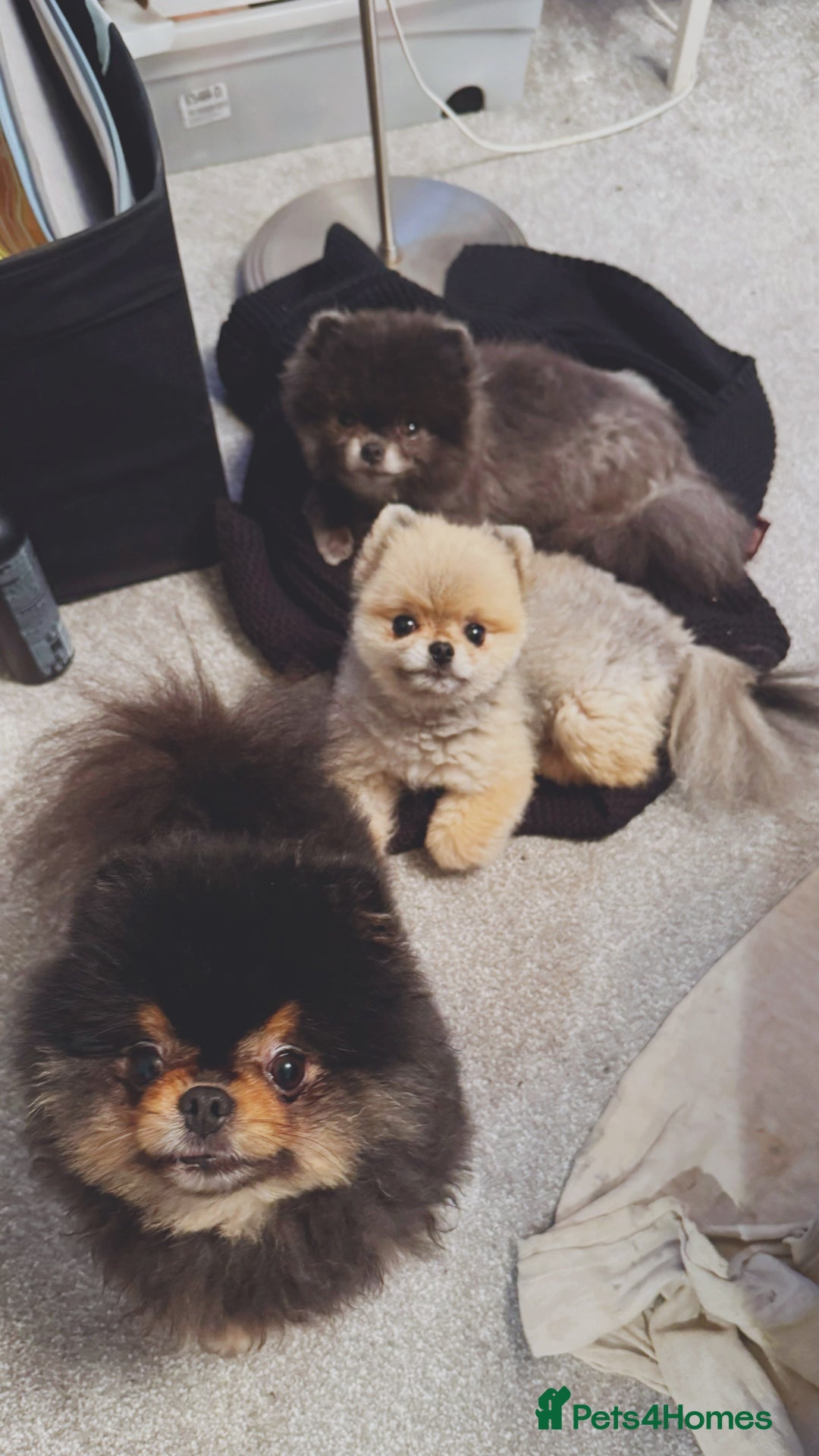 Pomeranian dogs for sale: *MINIATURE UNIQUE RARE tan toy Pomeranian boy 3yr* - Image 8