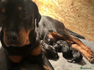 Rottweiler dogs Kc reg Rottweiler champion line pups. Ready 17 dec - Advert 9