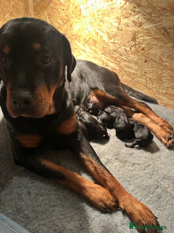 Rottweiler dogs Kc reg Rottweiler champion line pups. Ready 17 dec - Advert 1