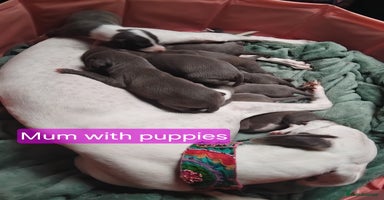 Mixed Breed dogs - Advert 6