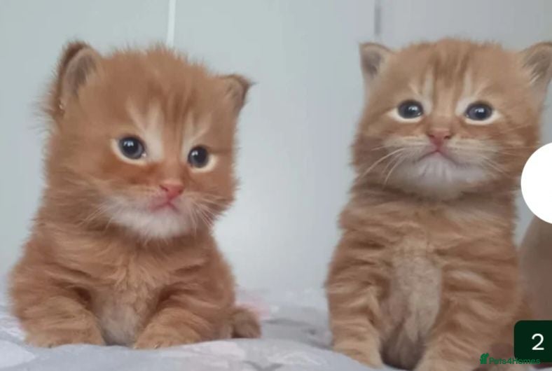 British Longhair cats 2 ginger boys - Advert 8