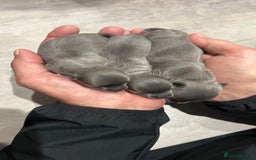 Chihuahua dogs for stud: 1.8kg TikTok star STUD DUTIES ⭐️ - Image 12