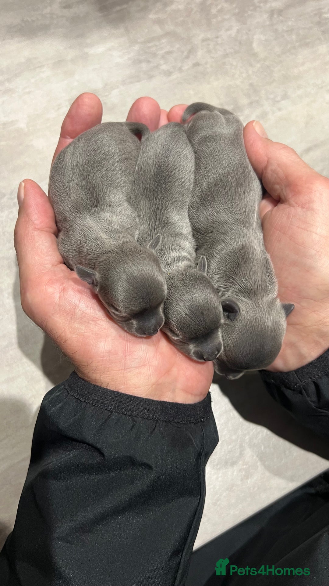 Chihuahua dogs for stud: 1.8kg TikTok star STUD DUTIES ⭐️ - Image 12