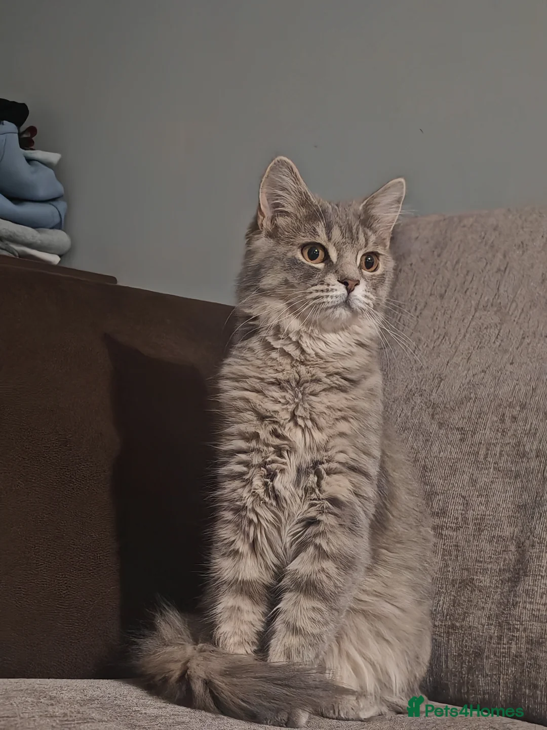 Mixed Breed cats for sale: maine coon x tabby longhair  in Huddersfield - Advert 1
