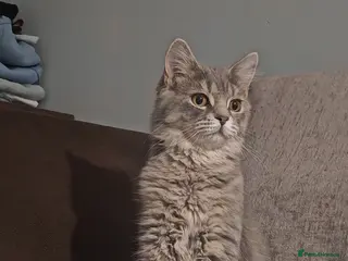 Mixed Breed cats maine coon x tabby longhair - Advert 5