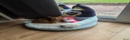 Mixed Breed cats for sale: Rita🧡 - Advert 3