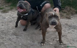 Staffordshire Bull Terrier dogs for sale: Stunning Blue with beautiful markings😍😍 - Image 3