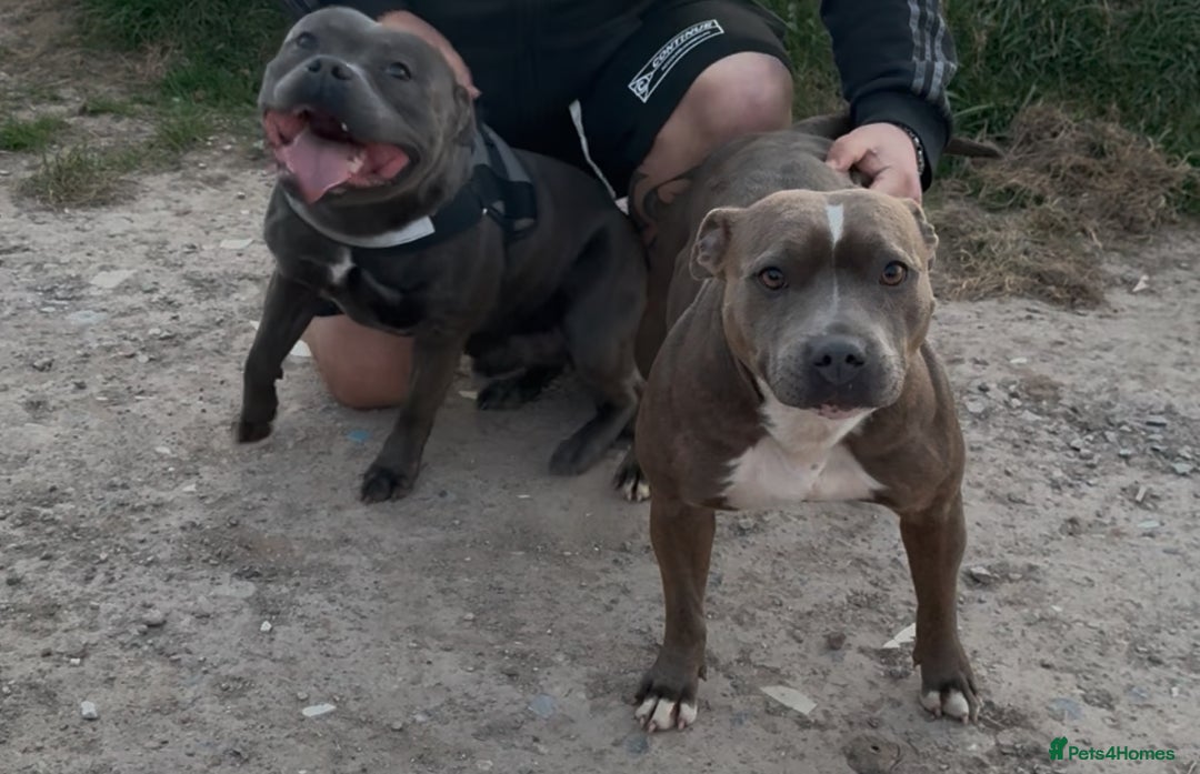 Staffordshire Bull Terrier dogs for sale: Stunning Blue with beautiful markings😍😍 - Image 3