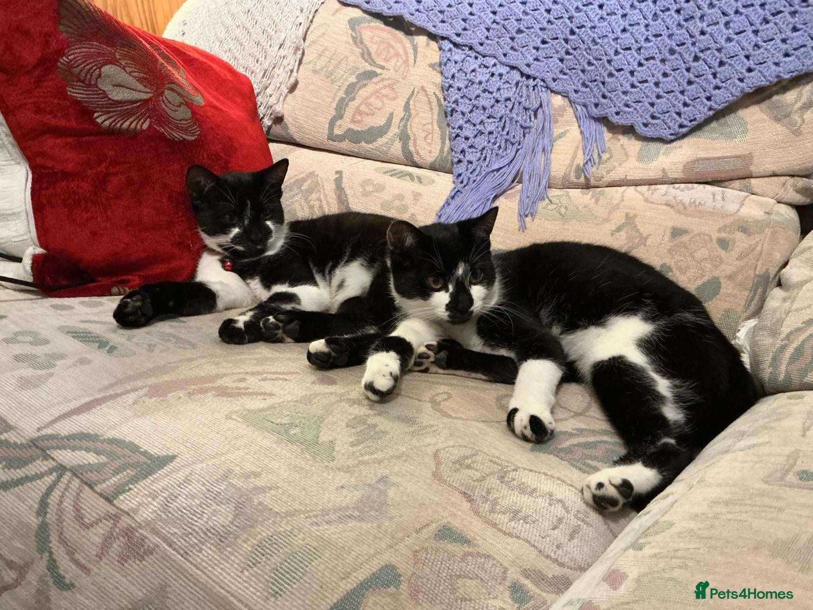 European cats 2 Female cats need to be sold urgently  - Advert 5