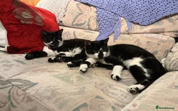 European cats for sale: 2 Female cats need to be sold urgently  - Image 1