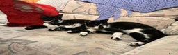 European cats for sale: 2 Female cats need to be sold urgently  - Advert 1