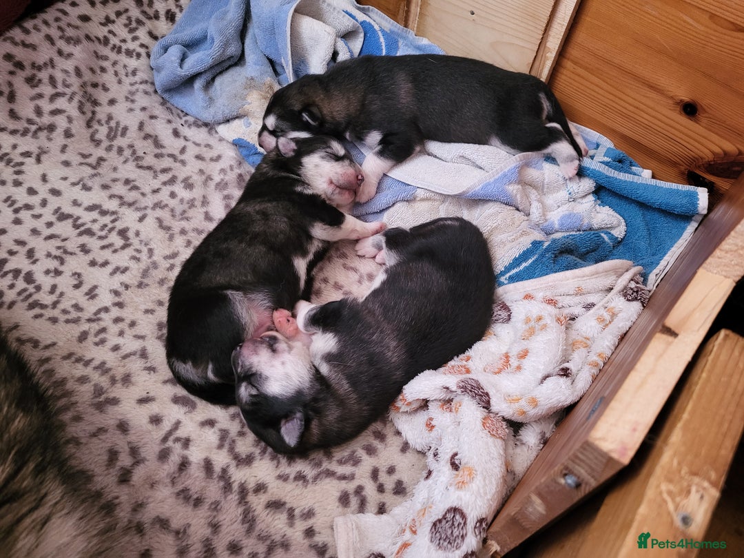 Mixed Breed dogs for sale: Alaskan Malamute puppies for sale - Image 8