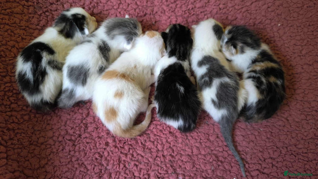 Mixed Breed cats for sale: Mix Ragdoll /Domestic cat  - Image 19