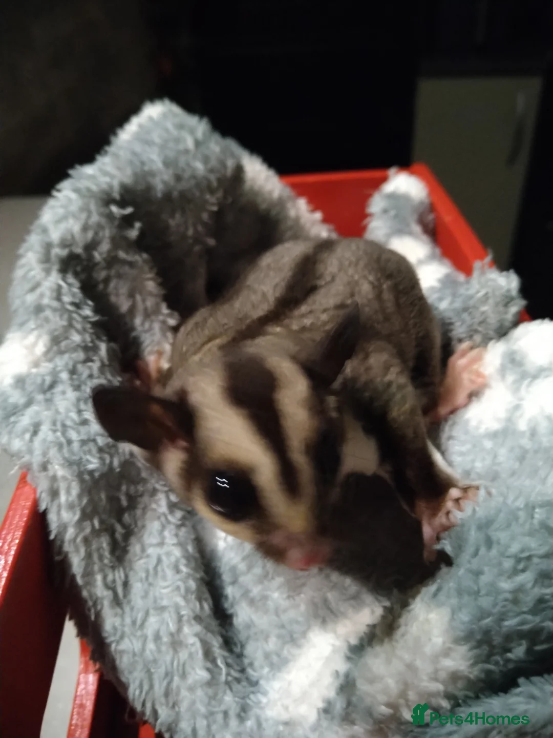 Sugar Glider rodents for sale: Stunning sugar glider joeys - Advert 9