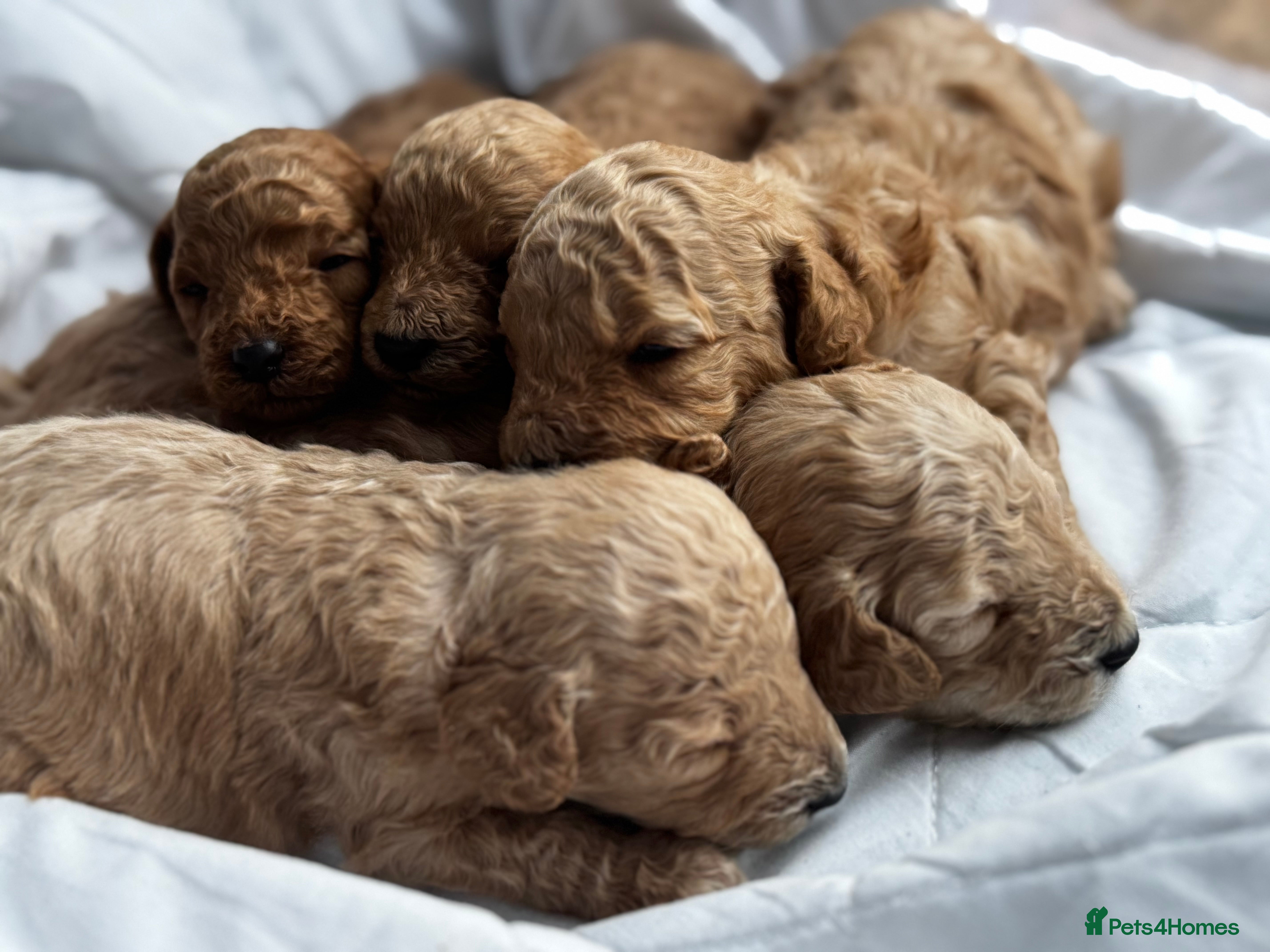 Miniature Poodle dogs 🐶Miniature/Toy poodle puppies🐶 - Advert 18