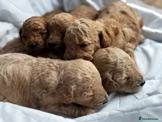 Miniature Poodle dogs 🐶Miniature/Toy poodle puppies🐶 - Advert 18